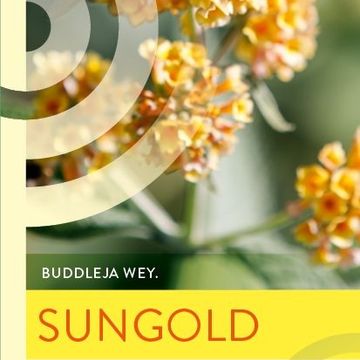 Buddleja x weyeriana 'Sungold'