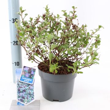 Ceratostigma griffithii