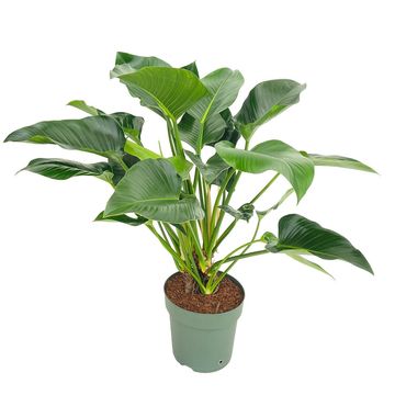 Philodendron 'Green Beauty'