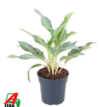 Aglaonema 'Ghost'