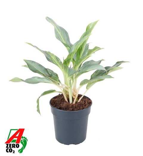 Aglaonema 'Ghost'