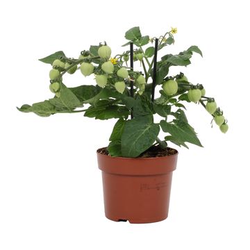 Solanum lycopersicum 'Ponchi-Re'