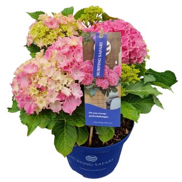 Hydrangea macrophylla SURFING SAFARI SEASIDE PINK