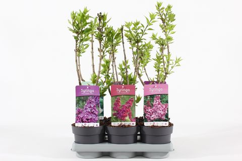Syringa vulgaris MIX