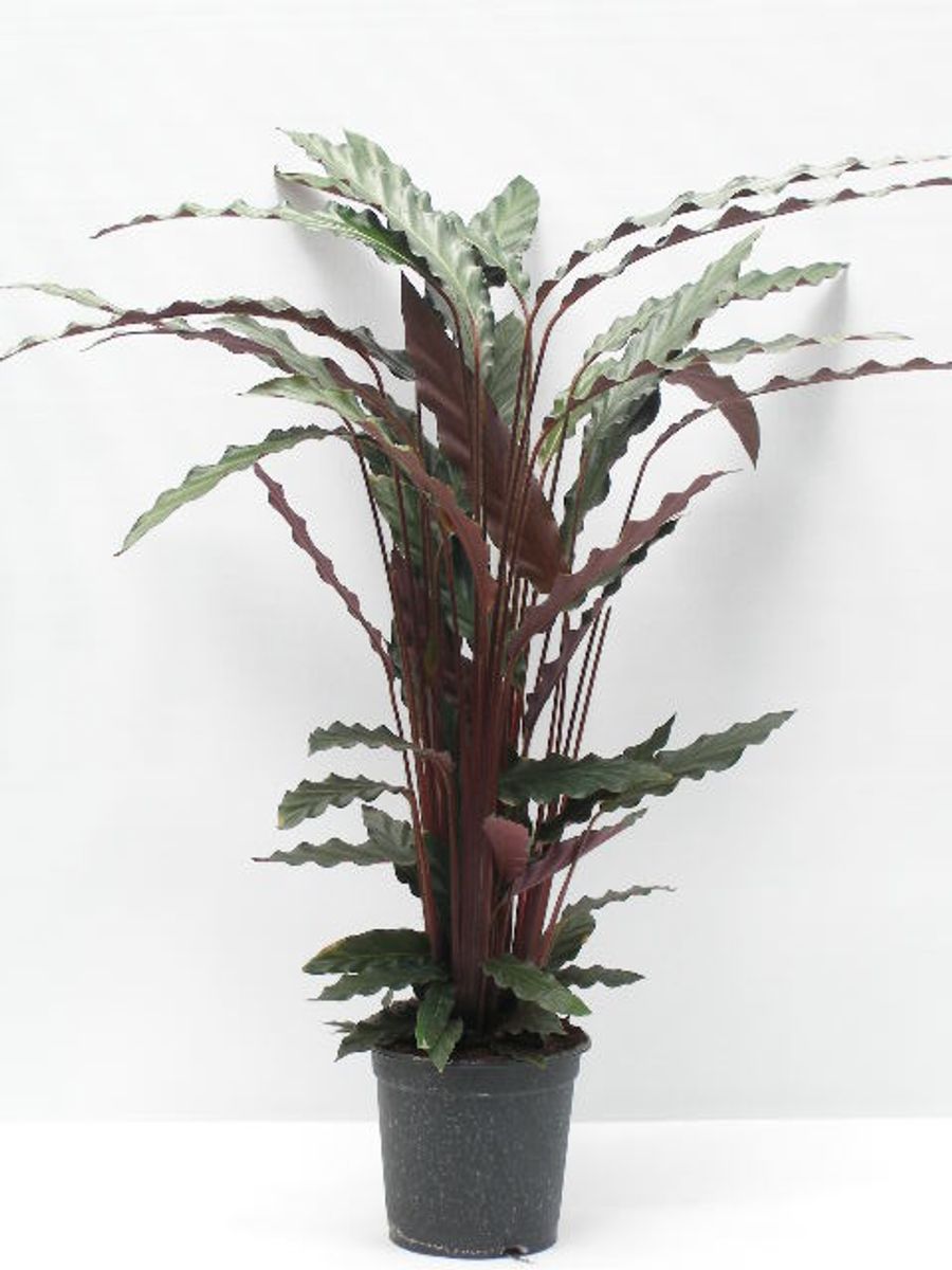 Calathea rufibarba — Plant Wholesale FlorAccess