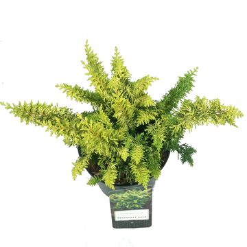 Chamaecyparis obtusa 'Fernspray Gold'