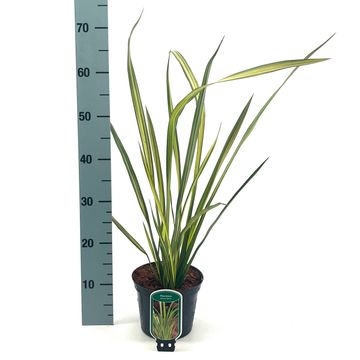 Phormium 'Apricot Queen'