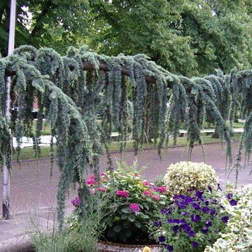 Cedrus libani 'Glauca Pendula'