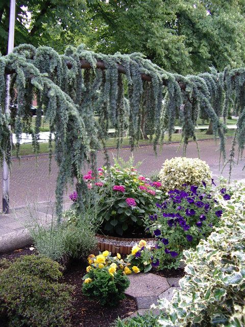 Cedrus libani 'Glauca Pendula'