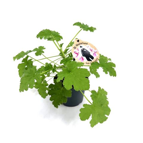 Pelargonium graveolens