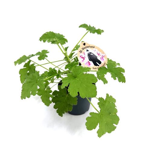 Pelargonium graveolens