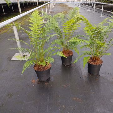 Dicksonia antarctica
