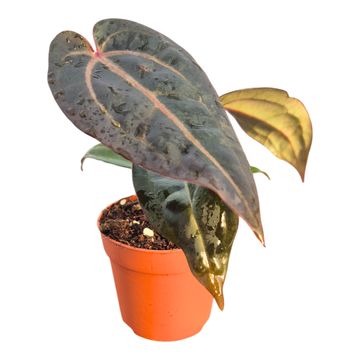 Anthurium DocBlock Red Velvet Cake® '24' X Red Velvet Cake® '24'