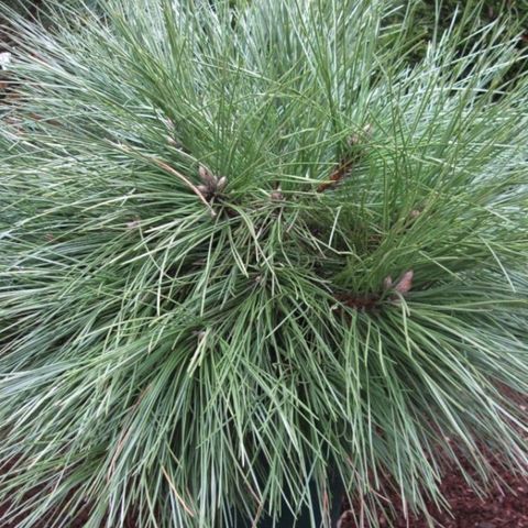 Pinus resinosa 'Pillnitz'