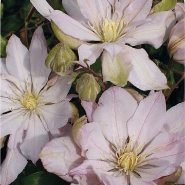 Clematis 'Violet Elizabeth' (EL)