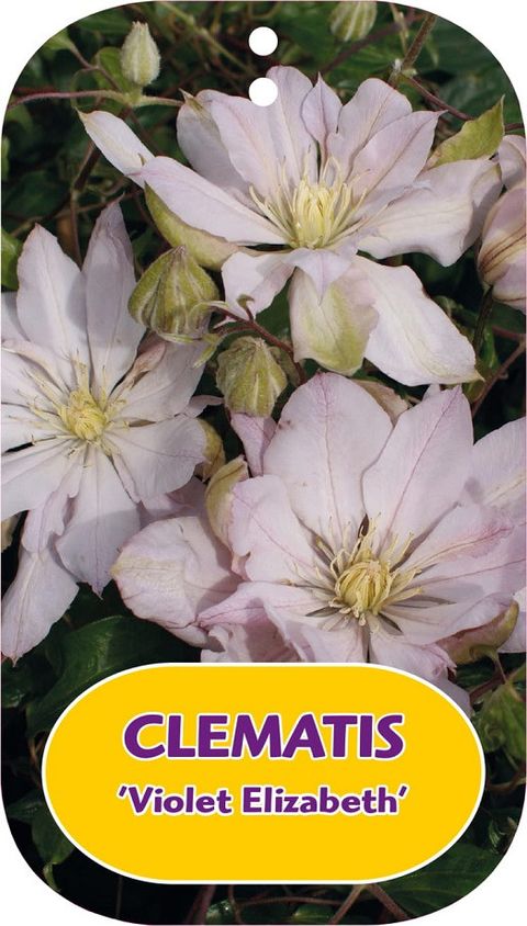 Clematis 'Violet Elizabeth' (EL)