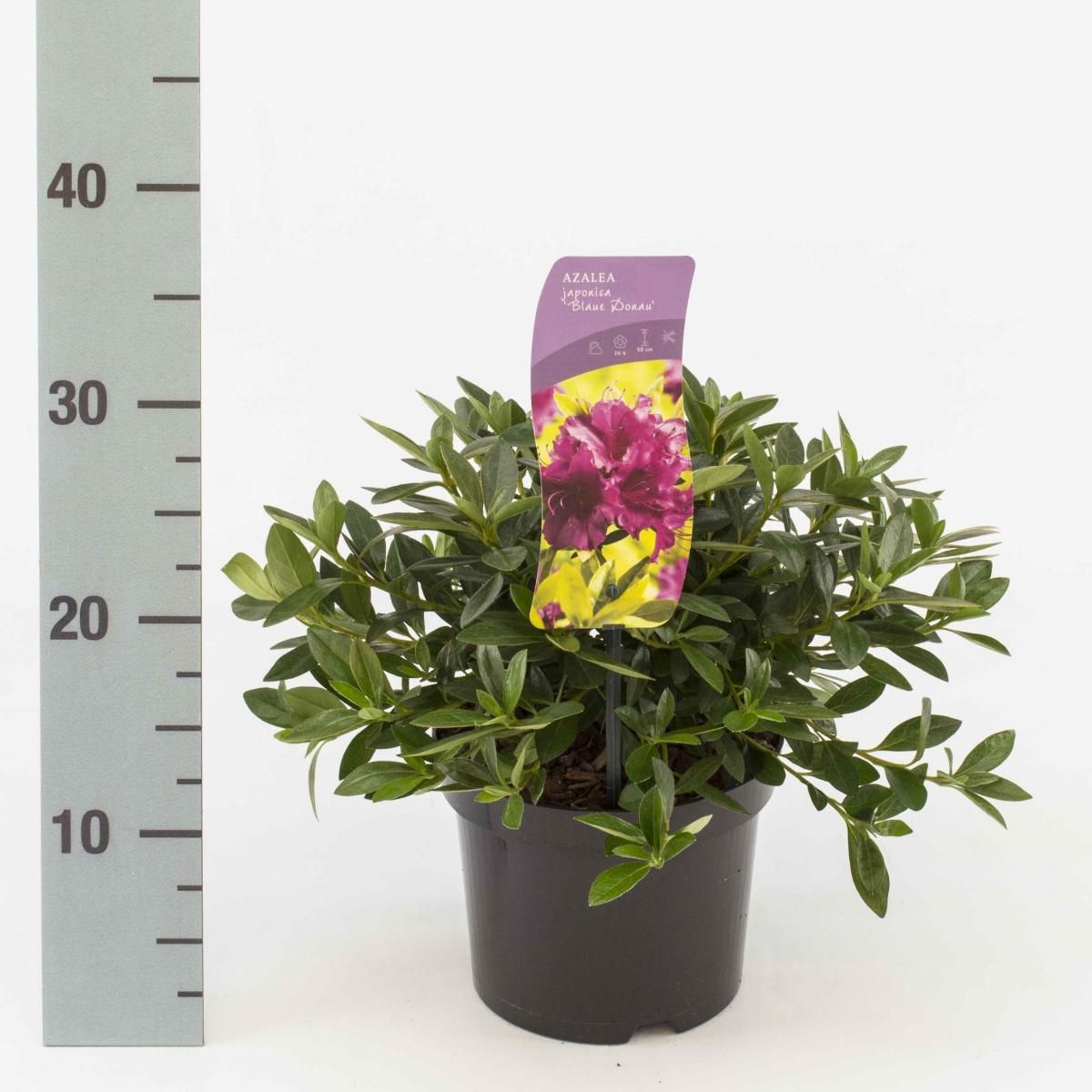 stechpalme kaufen Japanische Stechpalme Fastigiata - Ilex crenata fastigiata