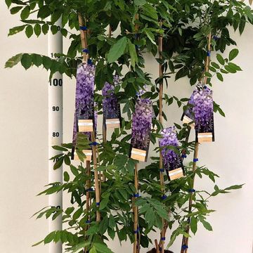 Wisteria sinensis 'Prolific'