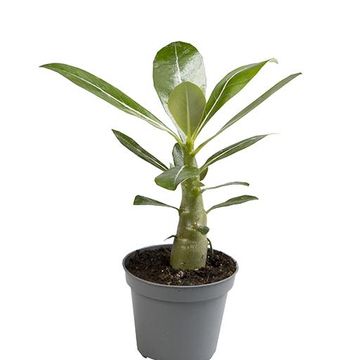 Adenium obesum