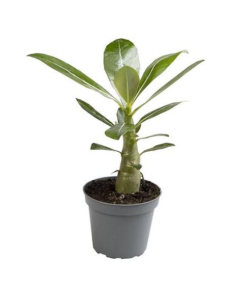 Adenium obesum