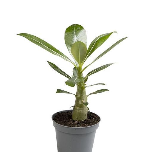 Adenium obesum