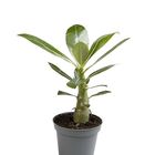 Adenium obesum