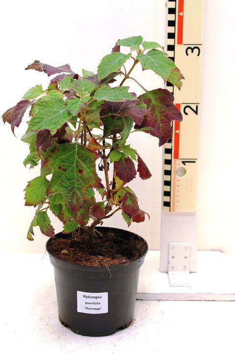Hydrangea quercifolia 'Harmony'