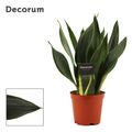 Sansevieria 'Black Diamond'