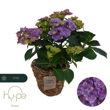 Hydrangea macrophylla 'Double Dutch Dark Purple'
