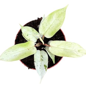 Philodendron 'Snowdrift'