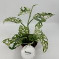 Monstera 'Frozen Freckles'