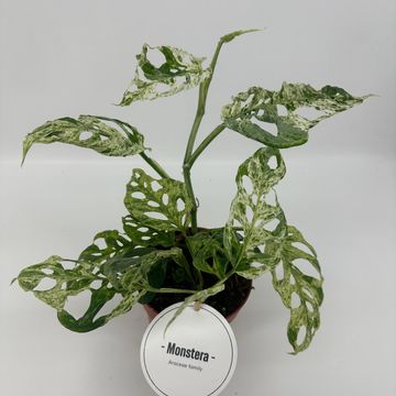 Monstera 'Frozen Freckles'