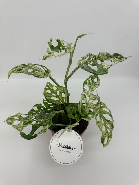 Monstera 'Frozen Freckles'