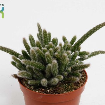 Rhipsalis baccifera horrida