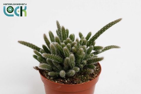 Rhipsalis baccifera horrida