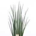 Sansevieria bacularis 'Mikado'