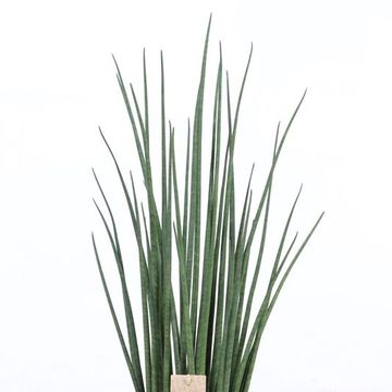 Sansevieria bacularis 'Mikado'