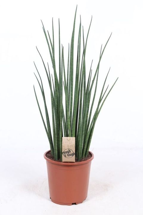 Sansevieria bacularis 'Mikado'