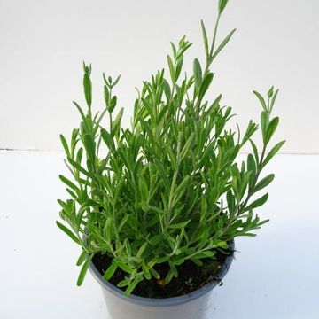 Lavandula MIX IN POT