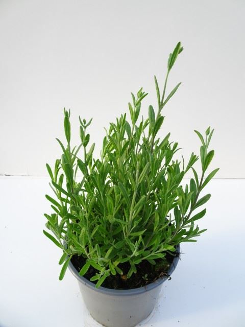 Lavandula MIX IN POT