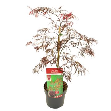 Acer palmatum 'Crimson Queen'