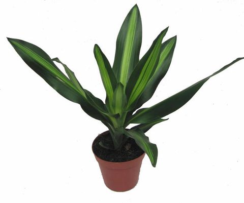 Dracaena fragrans CINTHO