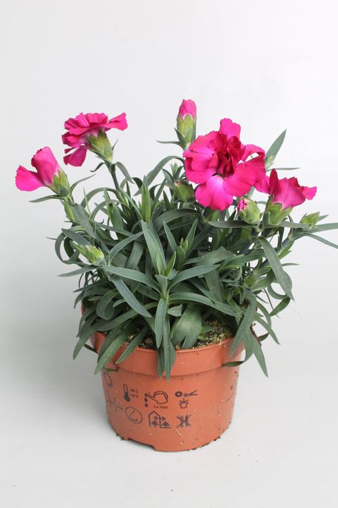 Диантус SUPER TROUPER AMY