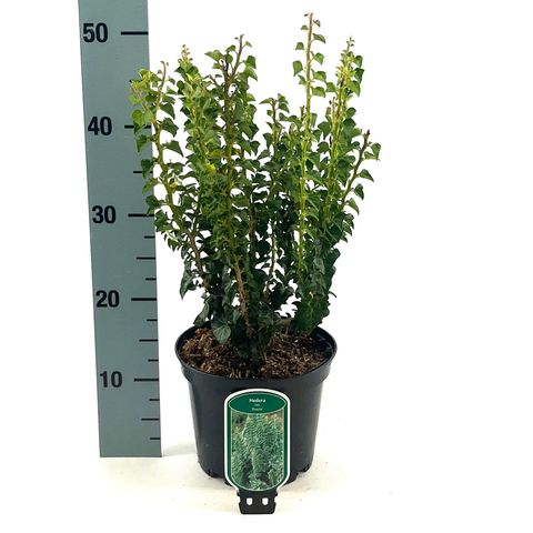 Hedera helix 'Erecta'