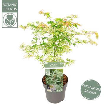 Acer palmatum 'Ukigumo'