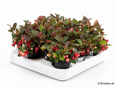 Gaultheria procumbens