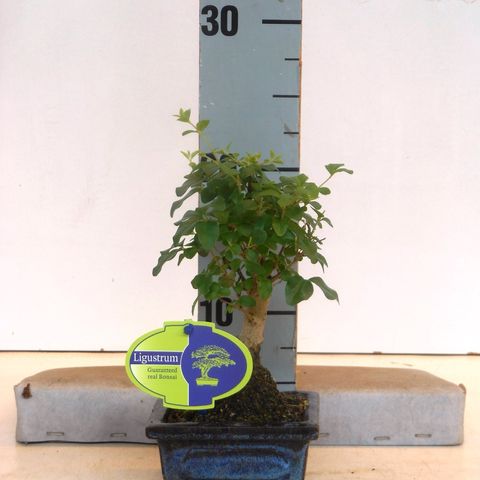 Ligustrum sinense (Lodder Bonsai)