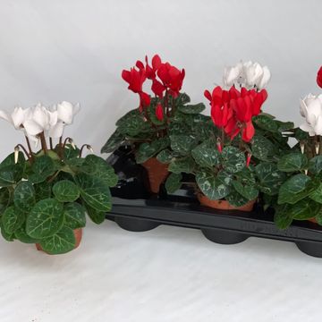 Cyclamen persicum MIX