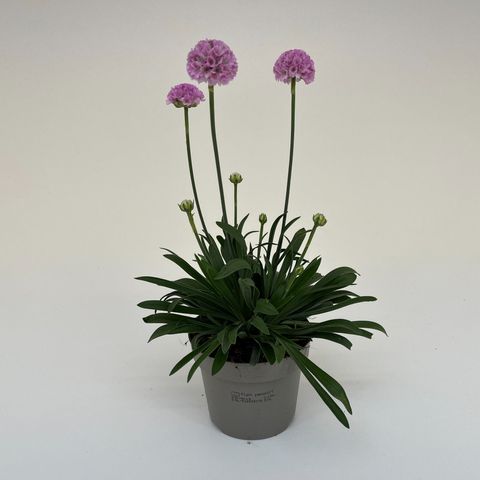Armeria pseudarmeria DREAMERIA SWEET DREAMS