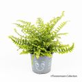 Dryopteris filix-mas 'The King'